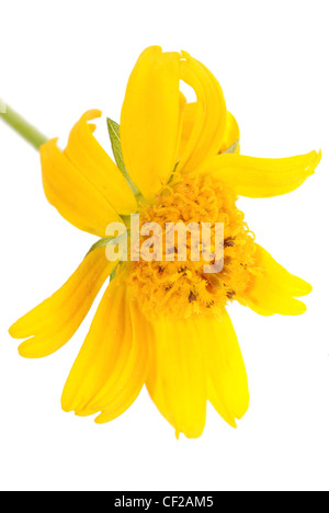 Giallo fiore a margherita isolato su sfondo bianco Foto Stock