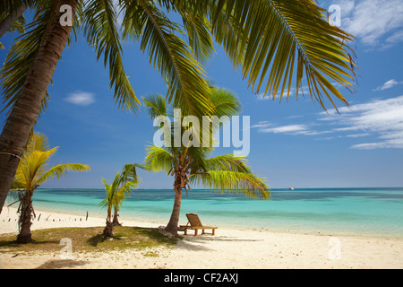 Spiaggia, palme e sdraio, Malolo Lailai Island, Isole della Mamanuca, Figi e Sud Pacifico Foto Stock