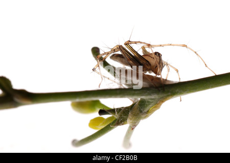 Crociera con uovo caso isolare su sfondo bianco. Foto Stock