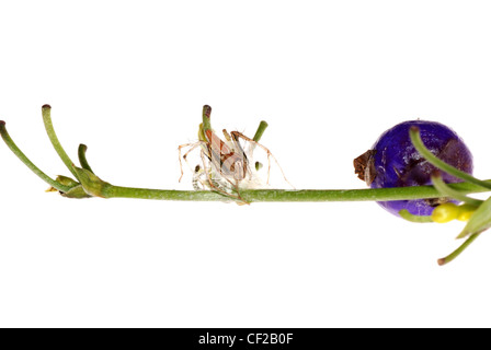 Crociera con uovo caso isolare su sfondo bianco. Foto Stock