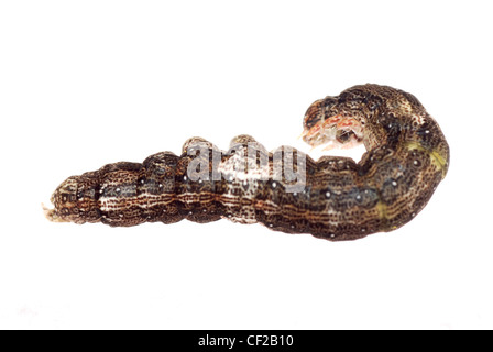 Butterfly moth caterpillar larva isoalted su sfondo bianco Foto Stock