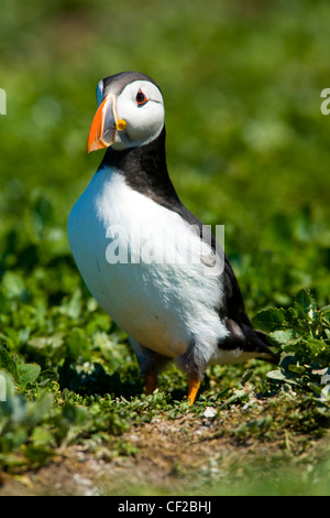 Una singola puffin (Fratticula artica) sulla parte interna farne isola. Foto Stock