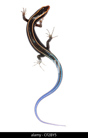 Coda blu skink lizard isolati su sfondo bianco Foto Stock