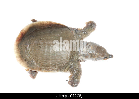 Turtle morti di white spot malattia Foto Stock