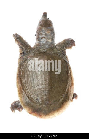 Turtle morti di white spot malattia Foto Stock