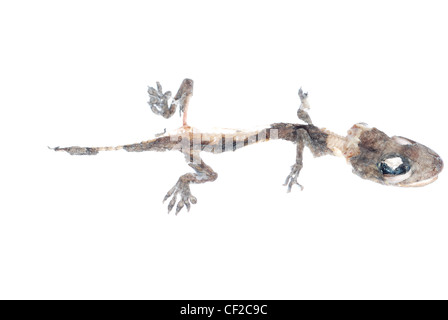 Animali morti gecko cranio isolato su bianco Foto Stock