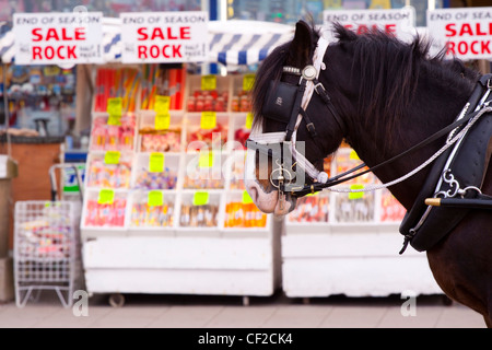 Un gretto cavallo nella parte anteriore di una bancarella vendendo seaside rock sul Blackpool Golden Mile. Foto Stock