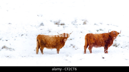 Highland bovini brave gli elementi di un duro inverno ambiente in Glen Dochart. Foto Stock