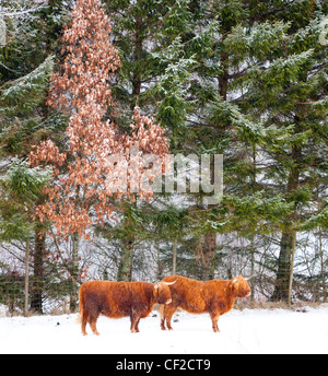 Highland bovini brave gli elementi di un duro inverno ambiente in Glen Dochart. Foto Stock