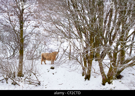 Highland bovini brave gli elementi di un duro inverno ambiente in Glen Dochart. Foto Stock