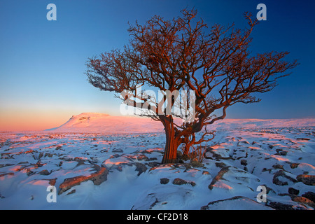 Vista l'inverno passato un albero solitario verso Ingleborough, uno del Yorkshire tre cime da bianco cicatrici, una grande calcare plat Foto Stock