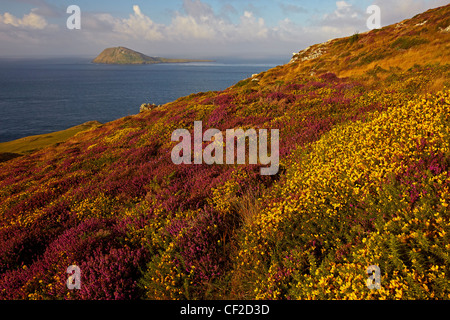 Vista di Bardsey Island da Myndd Mawr vicino Aberdaron sul Lleyn Peninsula. Foto Stock