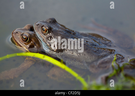 Le rane depongono in Northumberland Wildlife Trust (NWT) riserva urbana in Southampton. Foto Stock