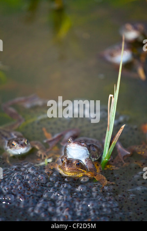 Le rane depongono in Northumberland Wildlife Trust (NWT) riserva urbana in Southampton. Foto Stock