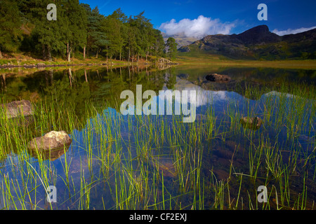 Vista su tutta Blea Tarn guardando verso il Langdale Pikes. Foto Stock