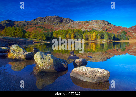 Silvicoltura e hillside riflessa nell'acqua ancora di Blea Tarn in autunno. Foto Stock