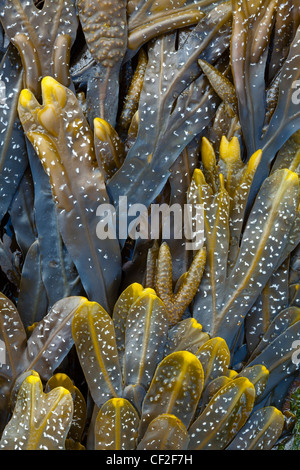 Close-up di mare Kelp e alghe che si trova lungo la spiaggia sulla riva del North Tyneside costa. Foto Stock