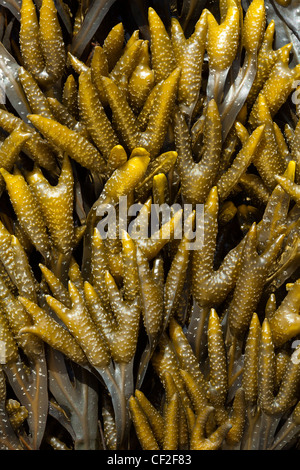 Close-up di mare Kelp e alghe che si trova lungo la spiaggia sulla riva del North Tyneside costa. Foto Stock