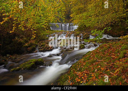 Magazzino Ghyll che scorre su una cascata attraverso il bosco in autunno. Foto Stock