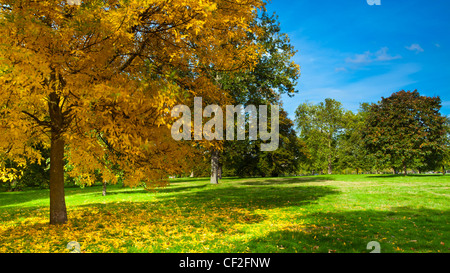 Colori autunnali visualizzata su un sicomoro in Hyde Park. Foto Stock