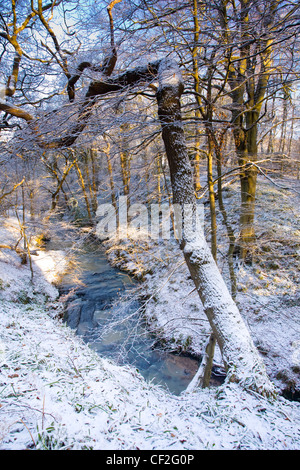 Una recente nevicata trasforma il bosco dei boschi Plessey Country Park. Foto Stock