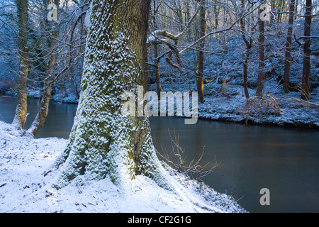 Una recente nevicata trasforma il bosco dei boschi Plessey Country Park. Foto Stock