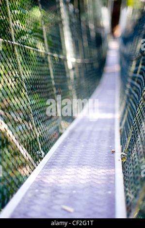 Il pontile, ponti sospesi da albero ad albero, per l'utilizzo concettuale. Foto Stock