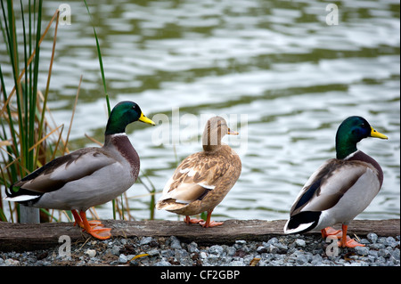 Due maschi e una femmina le anatre bastarde dal lato di un lago. Foto Stock