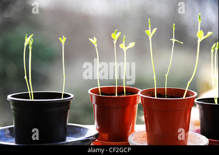 Piantine in vasi. Foto Stock