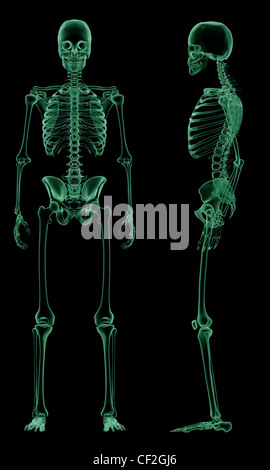 X-ray della umana struttura scheletrica, vista anteriore e laterale Foto Stock