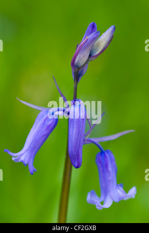 Bluebells crescendo in Northumberland Wildlife Trust Reserve noto come Tony della patch a Haydon Bridge. Foto Stock