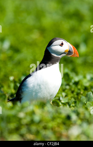 Una singola puffin (Fratticula artica) sulla parte interna farne isola. Foto Stock