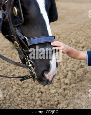 Un bambino di accarezzare il muso di un cavallo pesante presso l'Essex County Show. Foto Stock