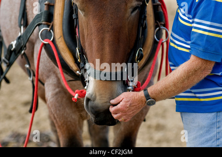 Un cavallo pesante avente il suo muso accarezzato dal suo proprietario alla contea di Essex Show. Foto Stock