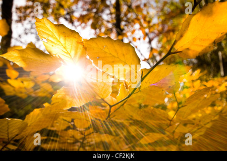 Sole che splende attraverso le foglie d'oro di un bosco di faggi in autunno. Foto Stock