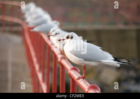 A testa nera gabbiani in inverno plummage, arroccato sulle ringhiere. Foto Stock