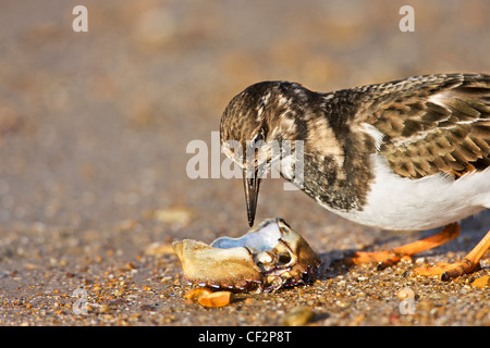 Voltapietre (Arenaria interpres) esaminando e alimentazione sul guscio di granchio. Foto Stock