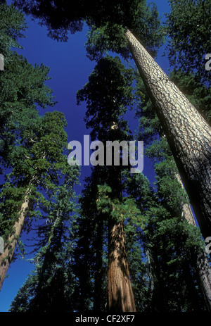 Sequoia gigante alberi, Tuolumne Grove, vicino a gru piana, del Parco Nazionale Yosemite in California Foto Stock