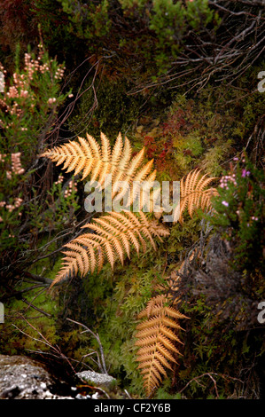Un autunno felce in una torbiera a Glen Sannox sull'isola di Arran. Foto Stock