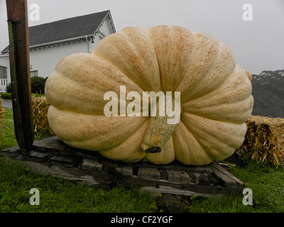 Una zucca enorme sul display; Mendocino Coast, a nord della California, Ottobre. Foto Stock