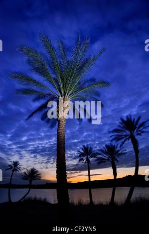 Palme & Sunrise, Lago Las Vegas Nevada USA Foto Stock