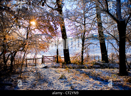 La nevicata in un bosco. Foto Stock