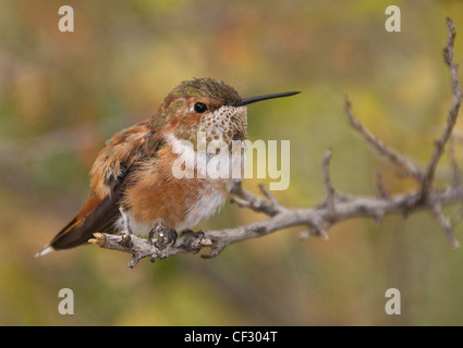 Rufous Hummingbird (Selasphorus rufus) il Deserto Sonoran Museum vicino a Tuscon, Arizona. Foto Stock