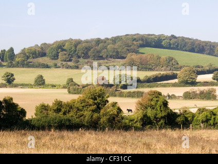 Chiltern Hills - nr Bledlow Ridge - pendii boscosi - siepi - Prati - cavallo Cavaliere incorniciato da alberi Foto Stock