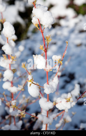 Giardino d'inverno British garden di Allendale, Kent, Regno Unito, affacciato su Romney Marsh steli di brillante arancio sanguinello (cornus Foto Stock