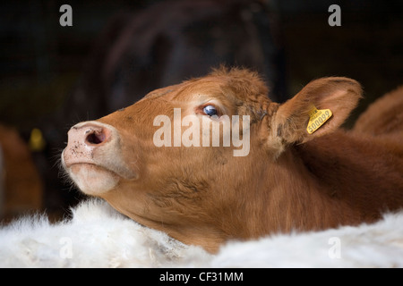 Aberdeen Angus/ South Devon attraversare il bestiame. Foto Stock