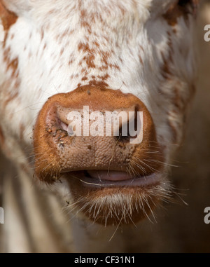 Close up del naso e della bocca di un South Devon/ Bianca Croce Parco mucca. Foto Stock