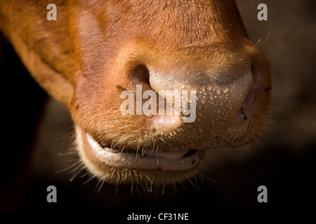 Close up del naso e della bocca di un Aberdeen Angus/ South Devon Cross vacca. Foto Stock