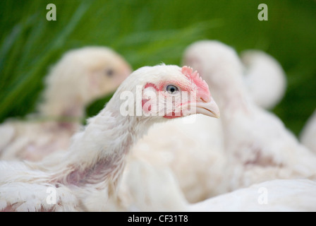 Sasso di polli, nativo di polli di Francia in una fattoria in Worcestershire. Foto Stock