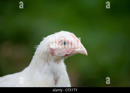 Un close-up di un sasso il pollo in una fattoria in Worcestershire. Foto Stock